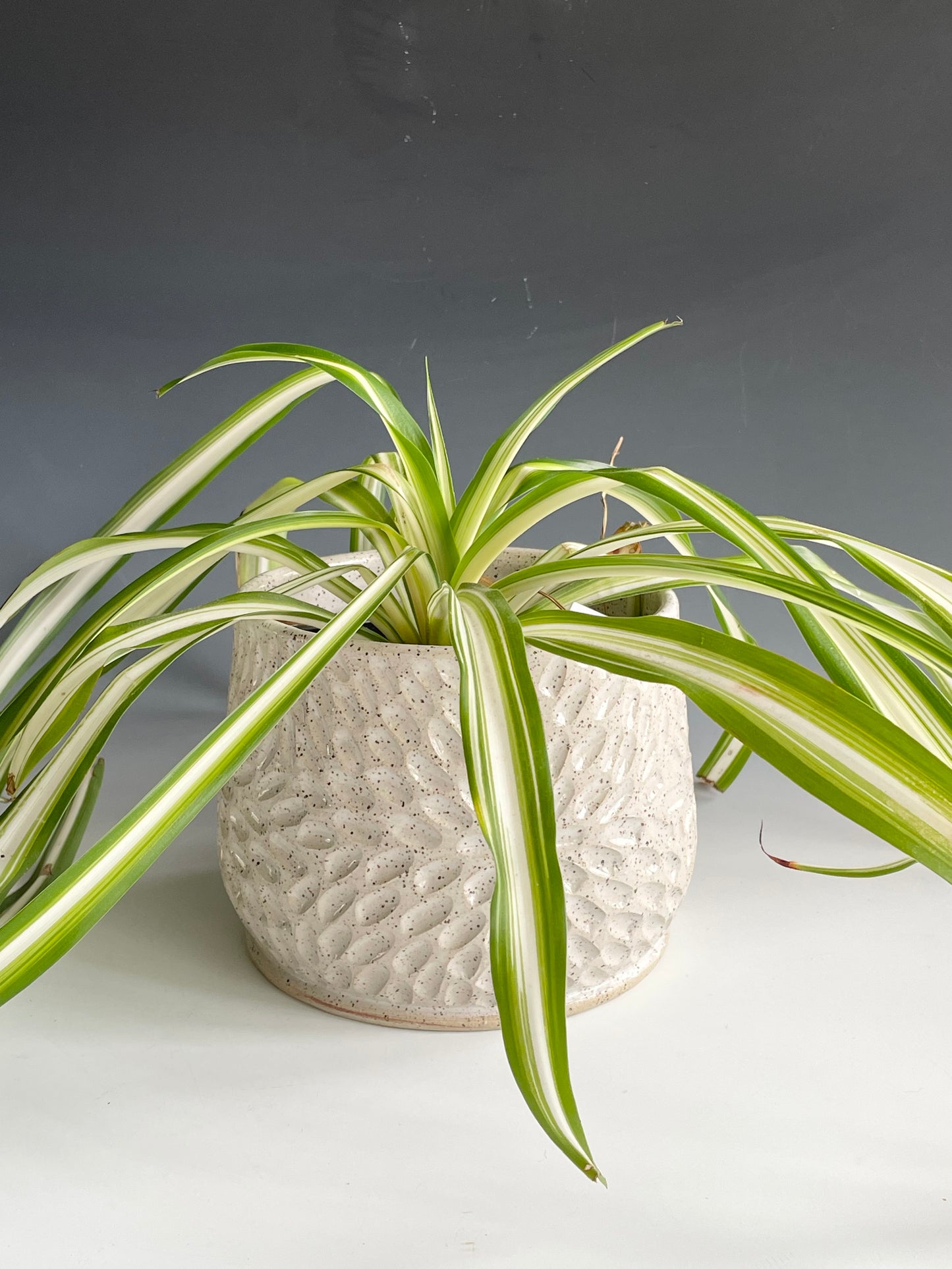 Carved White Planter