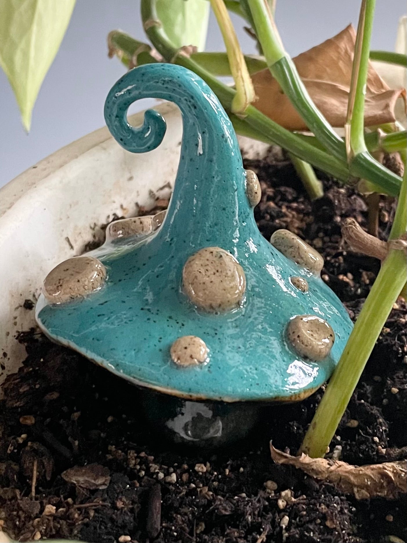 Aqua Mushroom