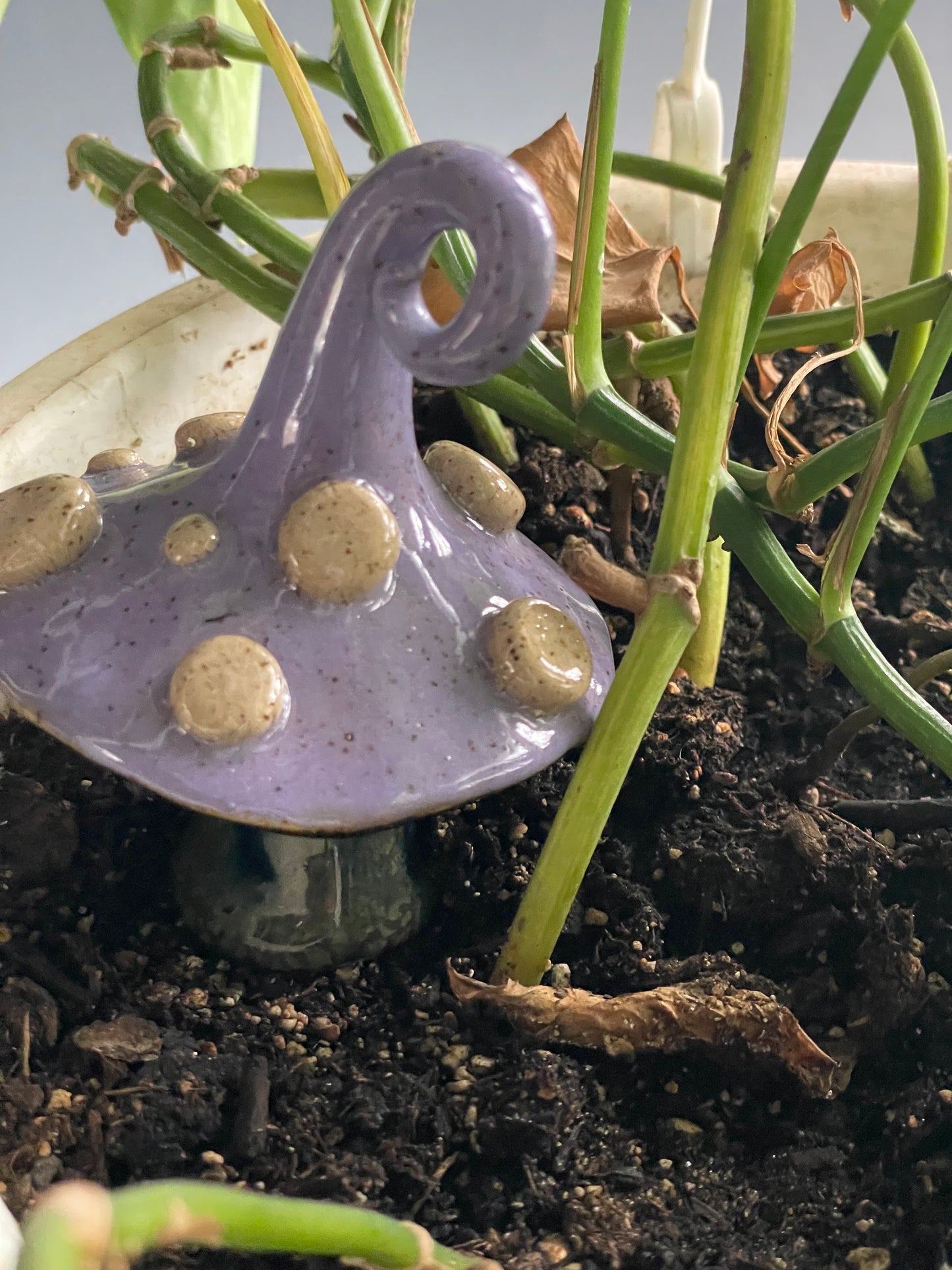 Purple Mushroom